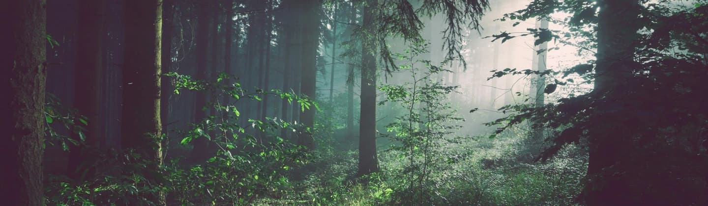 Low-cost hero — forest pathway, Pacific Northwest