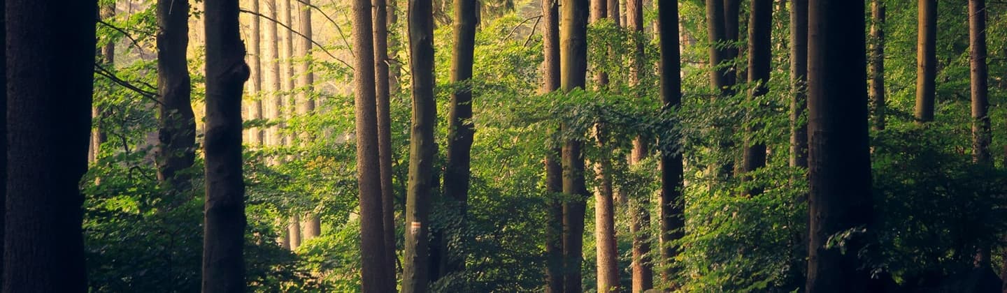 Privacy hero — quiet forest light